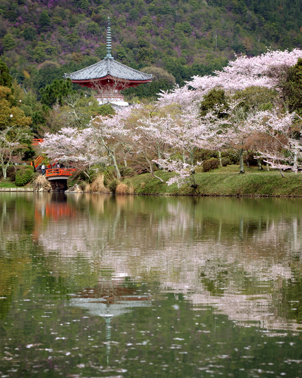 Osawa Pond image