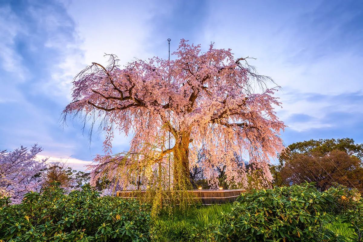 Gion Weeping Cherry Tree image
