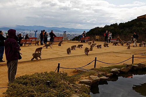 Arashiyama Monkey Park Iwatayama image